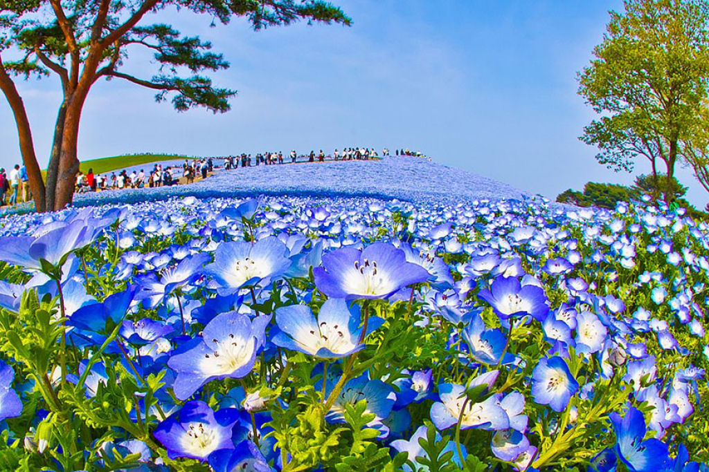 Na primavera, este parque japons se transforma em um mar de flores azuis 10