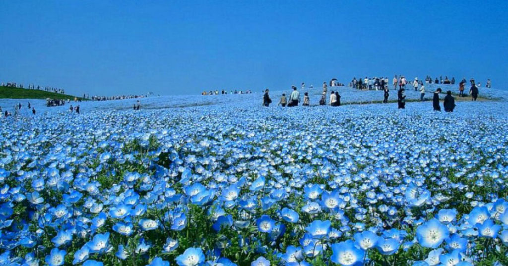 Na primavera, este parque japons se transforma em um mar de flores azuis 11