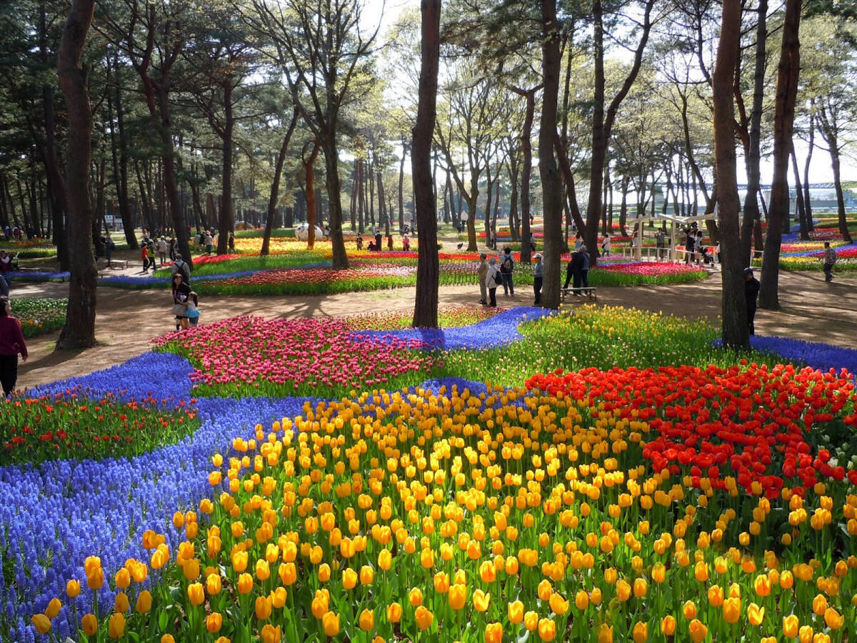 Na primavera, este parque japons se transforma em um mar de flores azuis 14