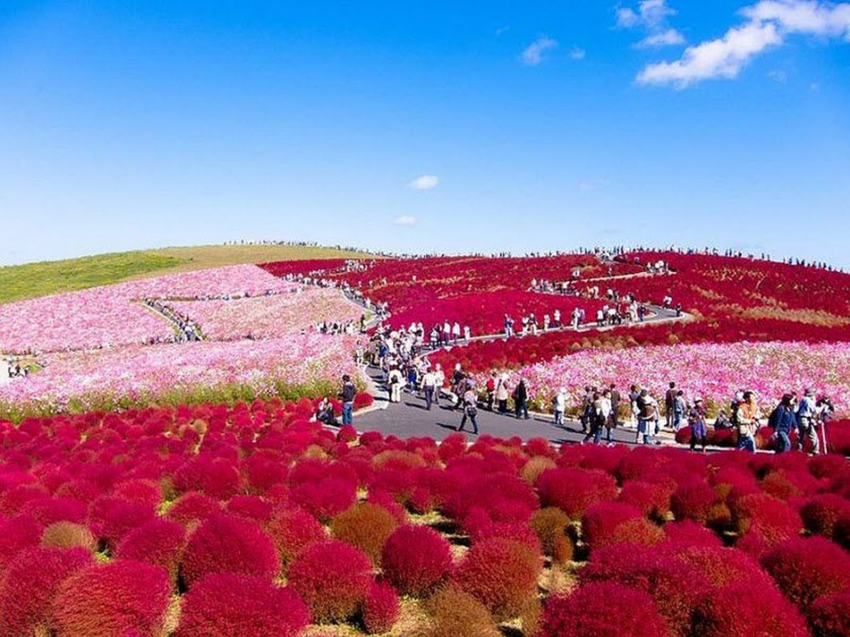 Na primavera, este parque japons se transforma em um mar de flores azuis 15