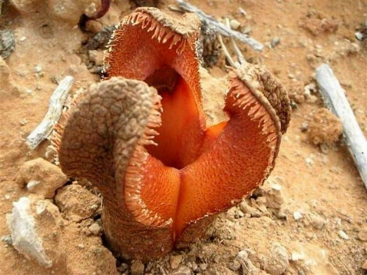 Trufa-de-chacal, a planta mais bizarra do mundo