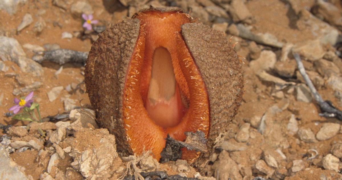 Trufa-de-chacal, a planta mais bizarra do mundo