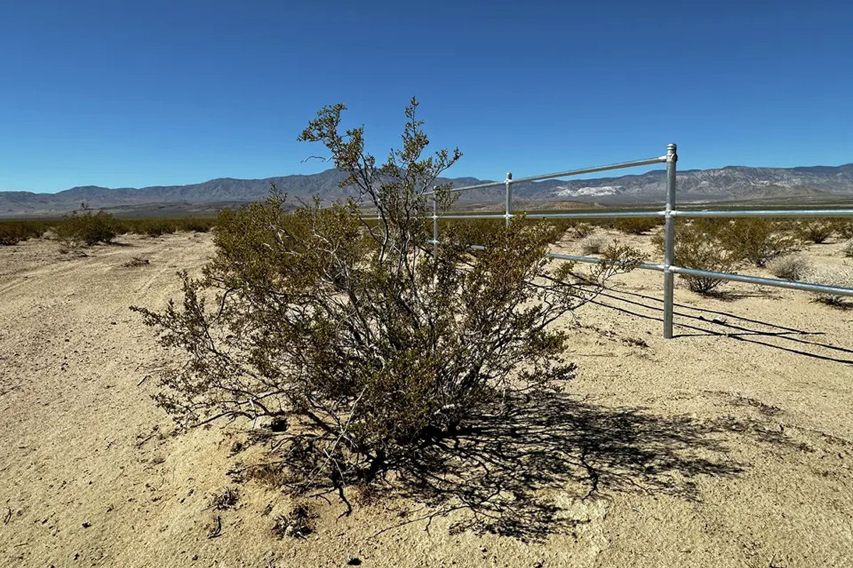 Uma das plantas mais antigas da Terra vive no deserto da Calif�rnia, e ningu�m liga