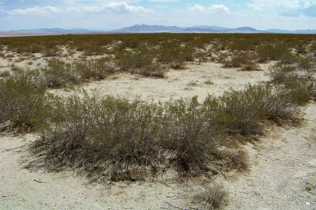 Uma das plantas mais antigas da Terra vive no deserto da Calif�rnia, e ningu�m liga