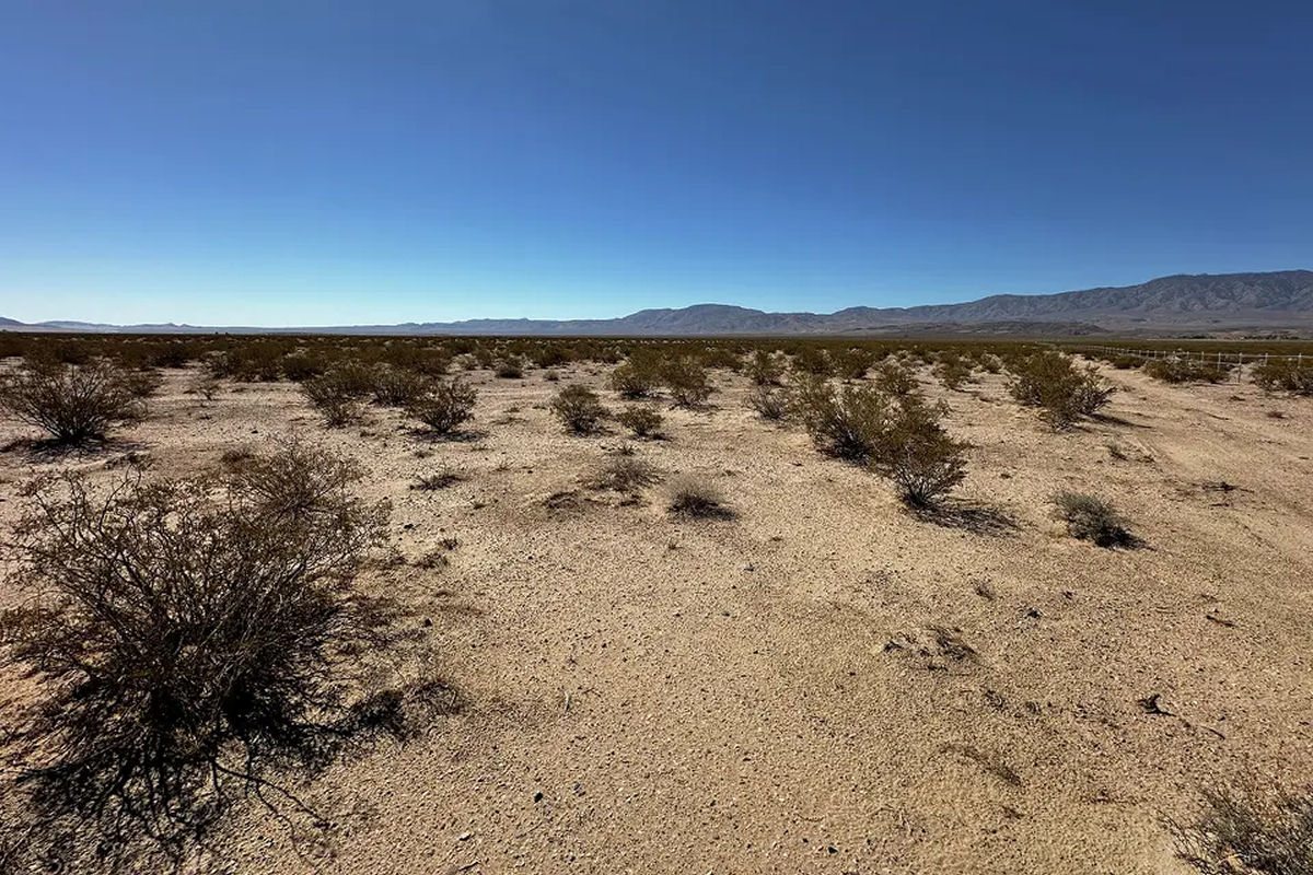 Uma das plantas mais antigas da Terra vive no deserto da Calif�rnia, e ningu�m liga