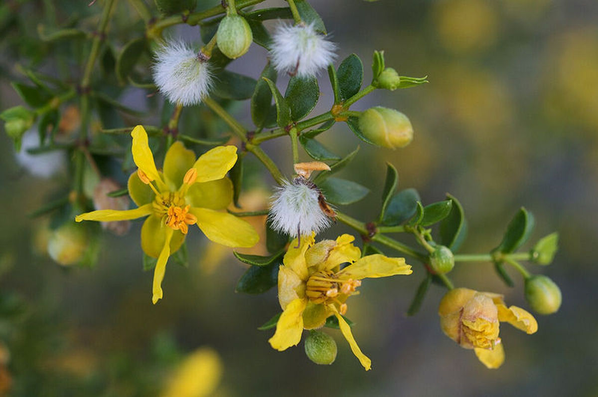 Uma das plantas mais antigas da Terra vive no deserto da Calif�rnia, e ningu�m liga