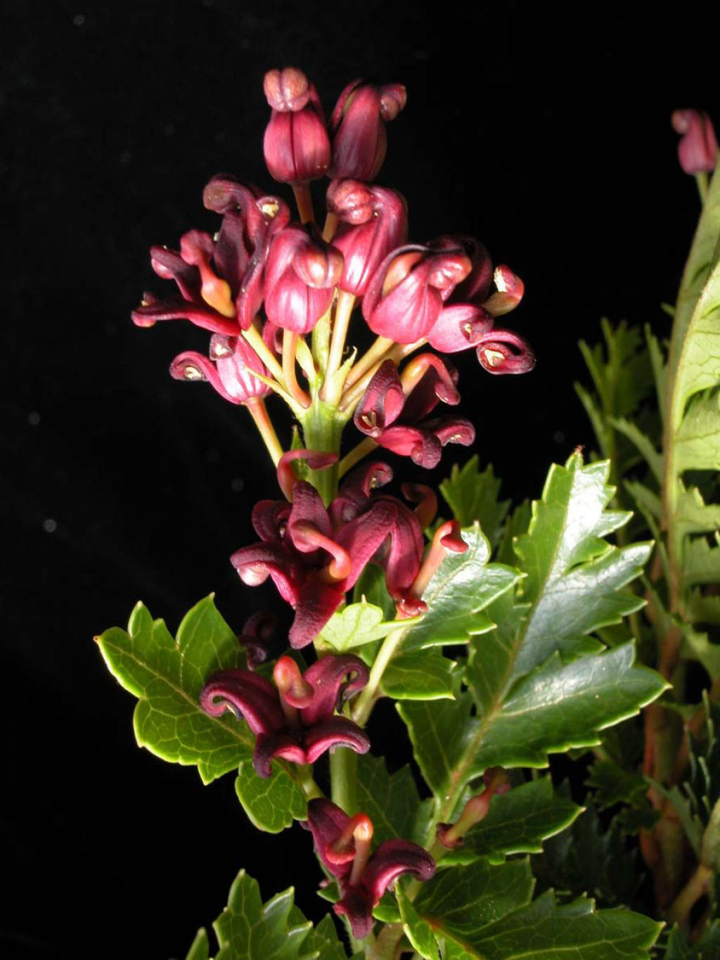 Azevinho-do-King: a planta que tem mais de 43.000 anos