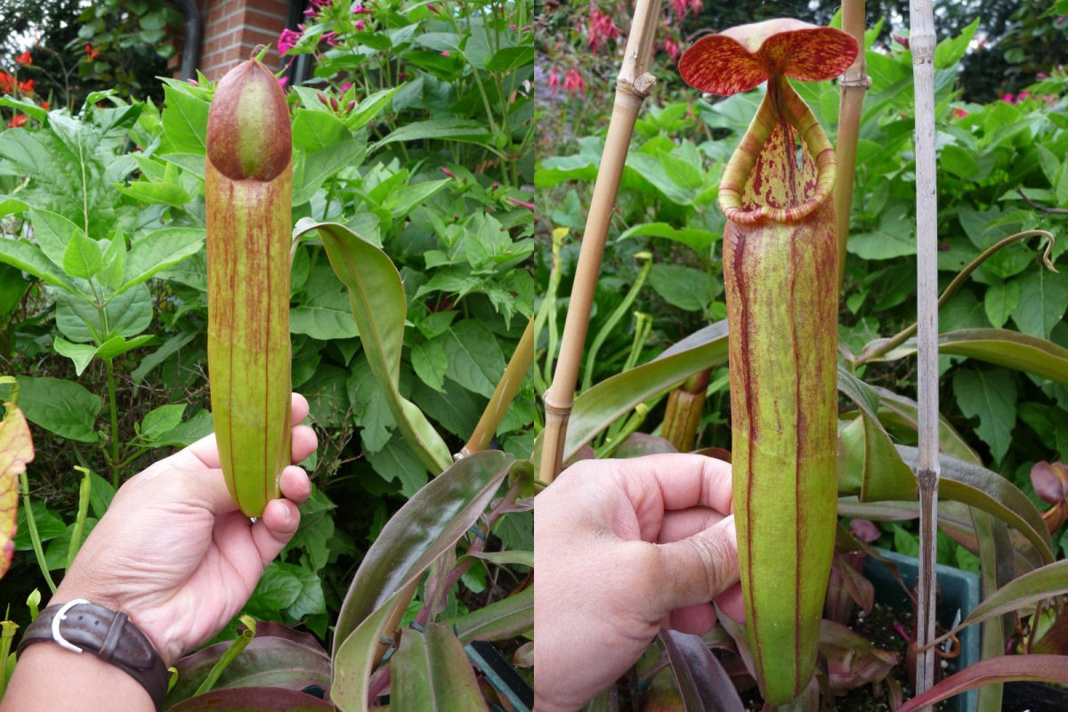 Sim, esta planta carnívora com formato fálico é totalmente real