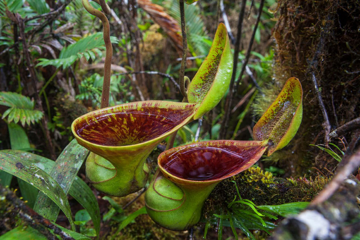 Estas plantas carnvoras em forma de banheiro prosperam comendo coc