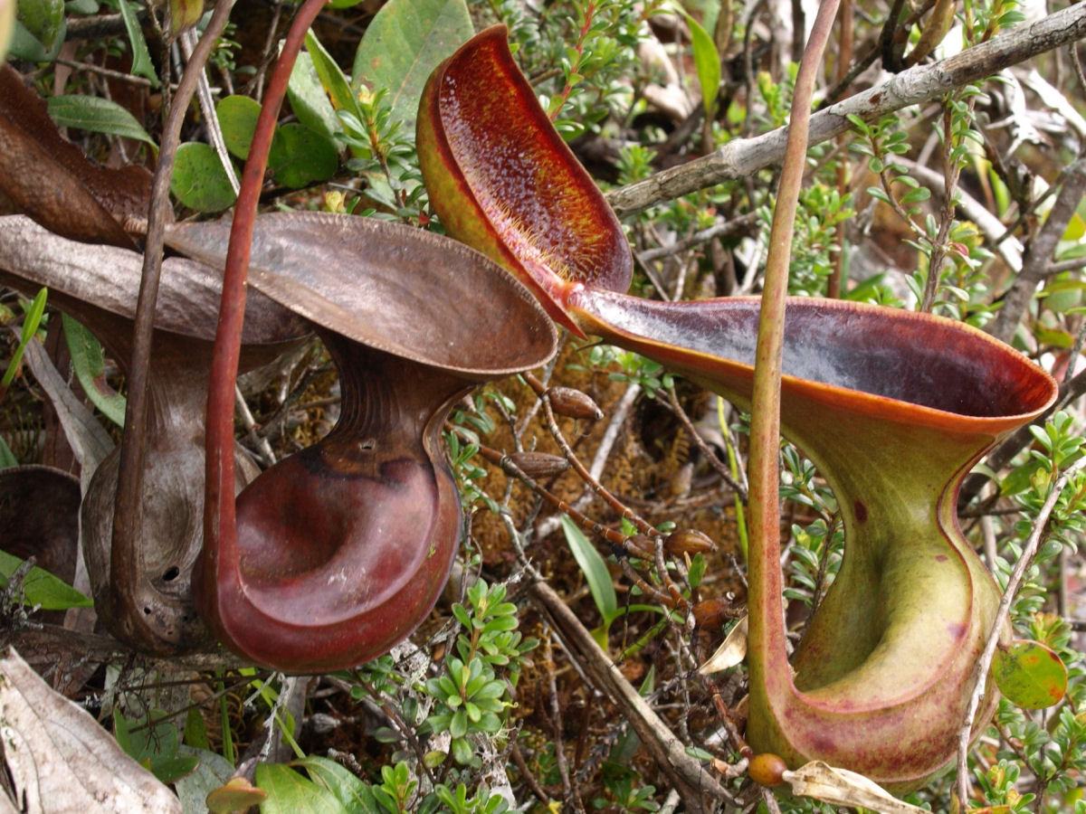 Estas plantas carnvoras em forma de banheiro prosperam comendo coc