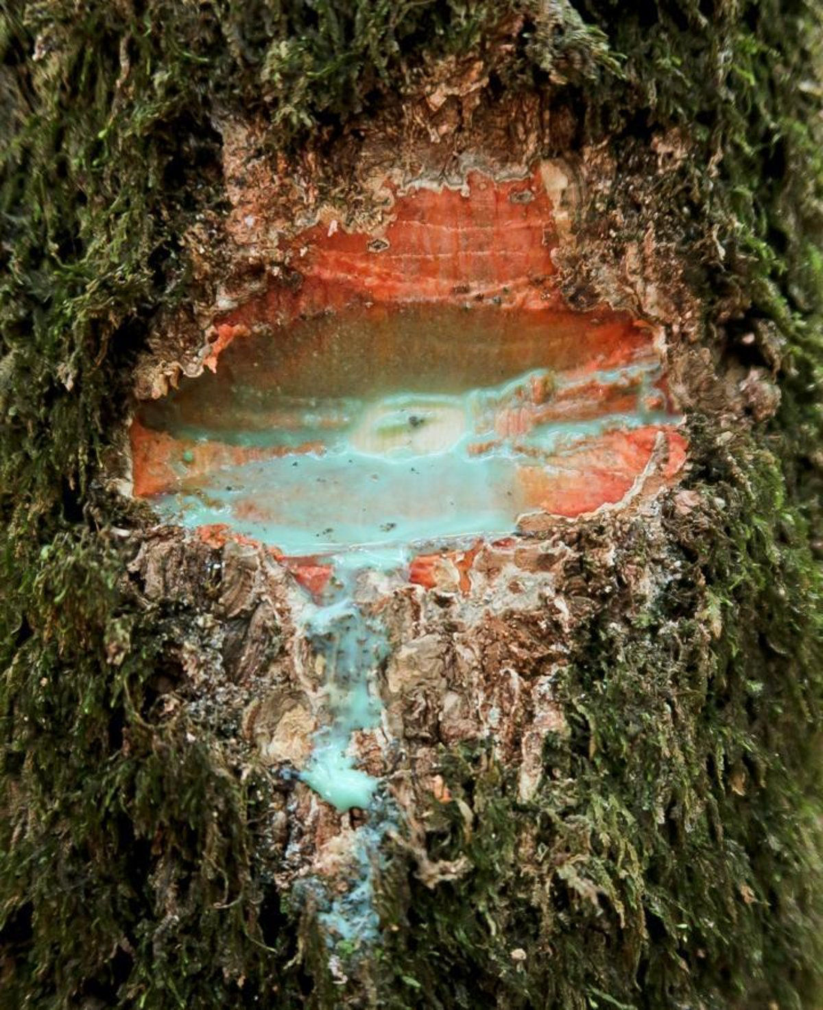 Uma rvore rara da floresta tropical que sangra metal e pode ajudar a recuperar solos contaminados