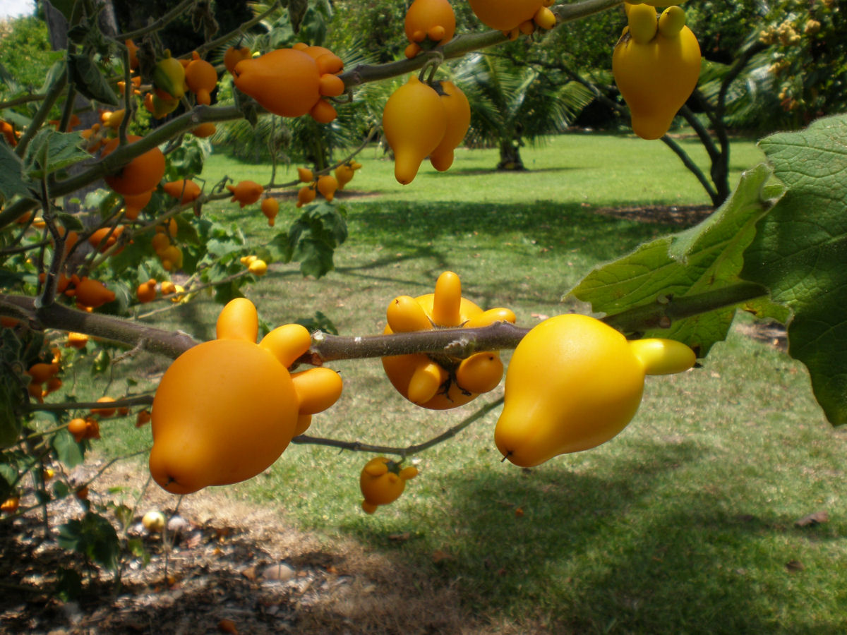 Teta-de-vaca, uma fruta venenosa muito esquisita