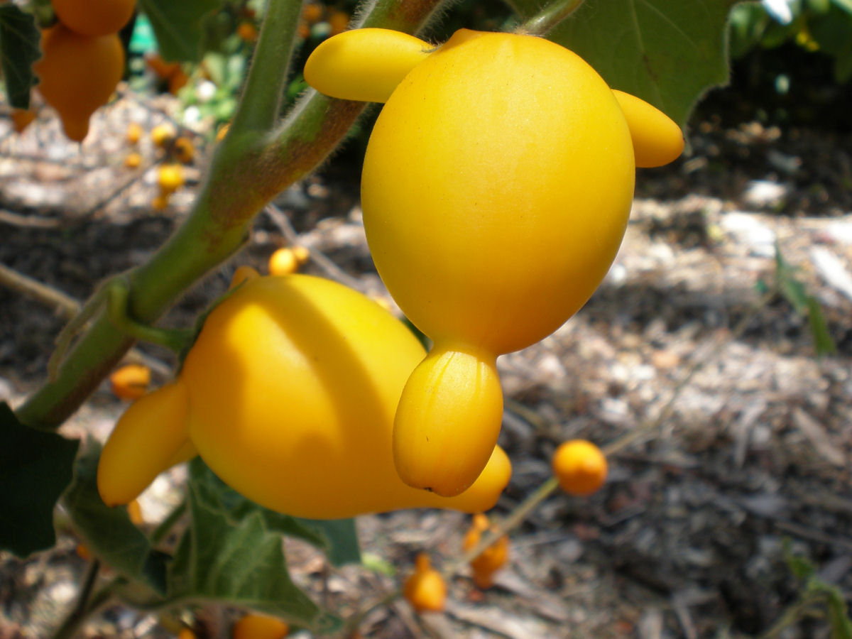 Teta-de-vaca, uma fruta venenosa muito esquisita