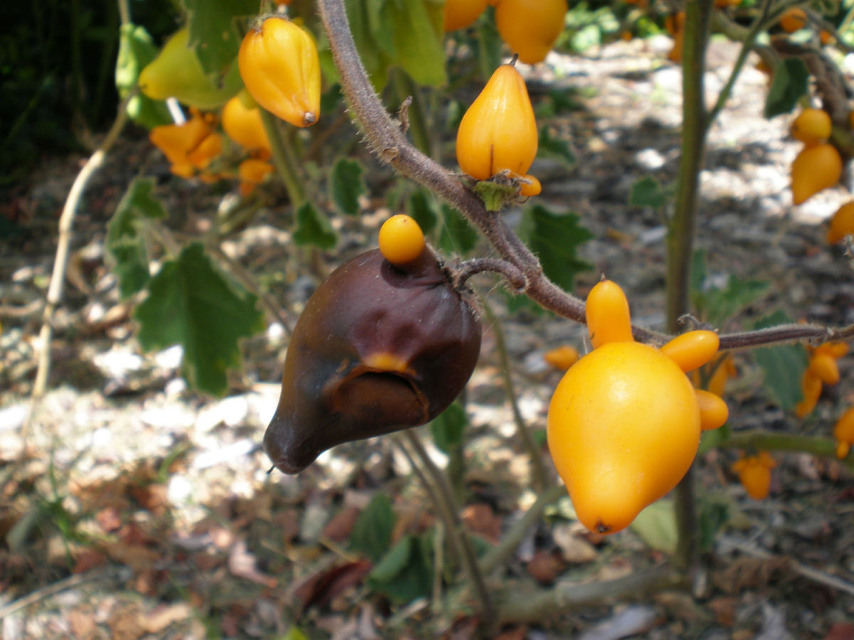 Teta-de-vaca, uma fruta venenosa muito esquisita