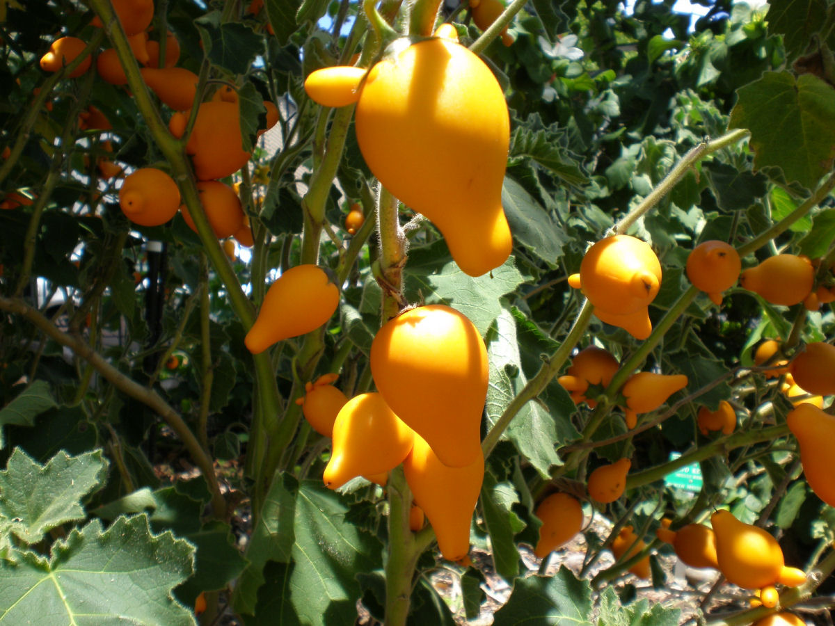 Teta-de-vaca, uma fruta venenosa muito esquisita