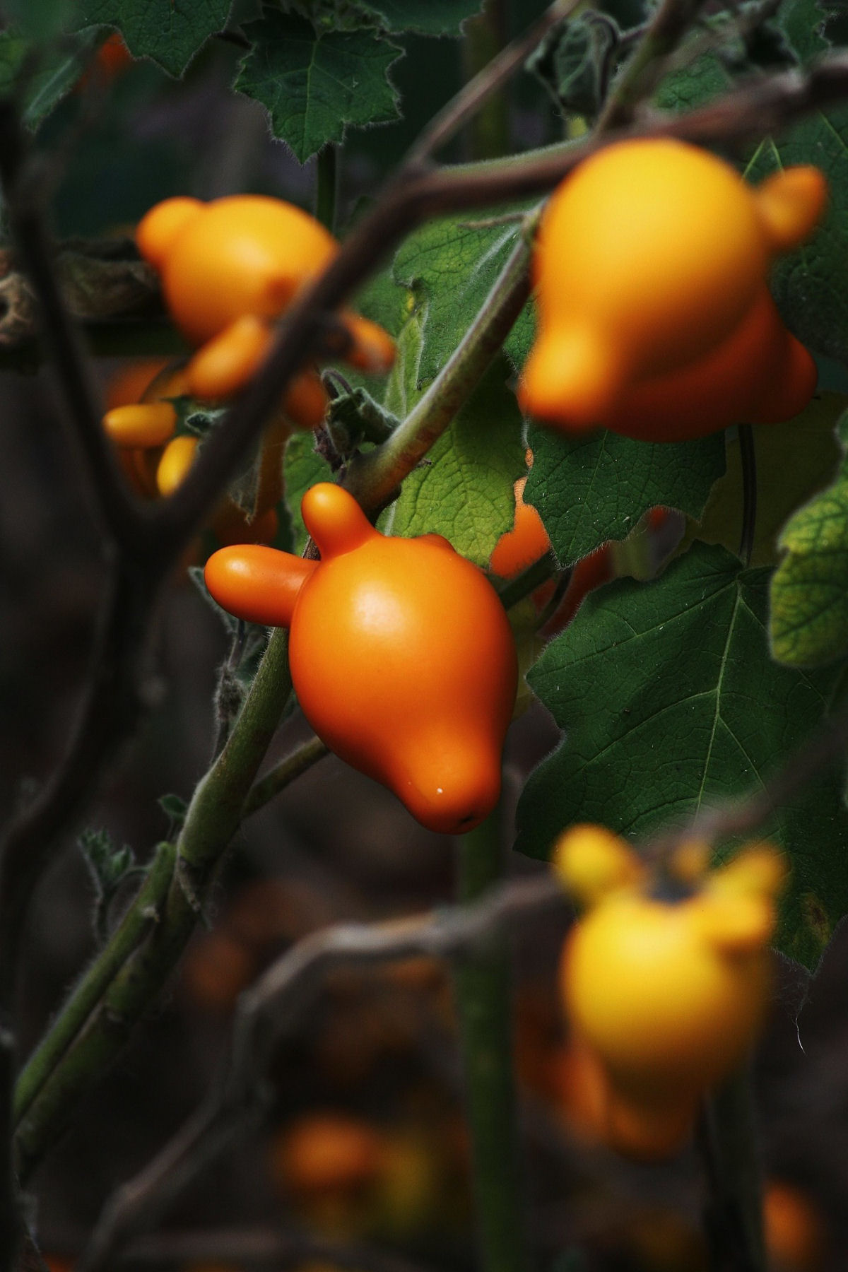 Teta-de-vaca, uma fruta venenosa muito esquisita