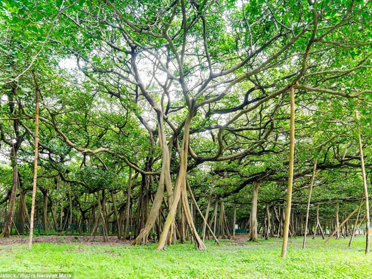 O bosque indiano de 19.000 metros quadrados formado por apenas uma árvore
