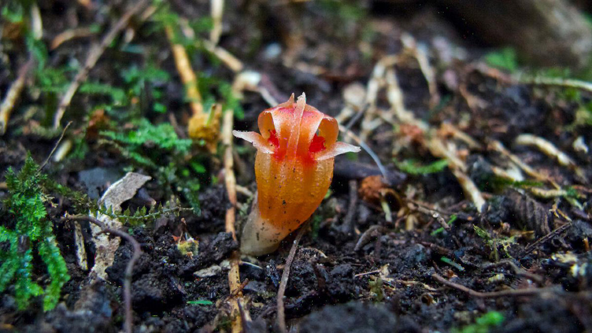 Lanterna-de-fada, a pequena e misteriosa flor que poucos tm a sorte de ver