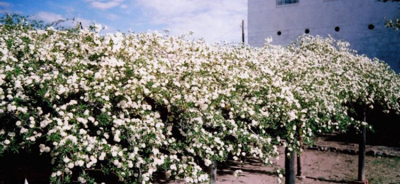 O maior arbusto de rosas do mundo remonta a 1885 - MDig