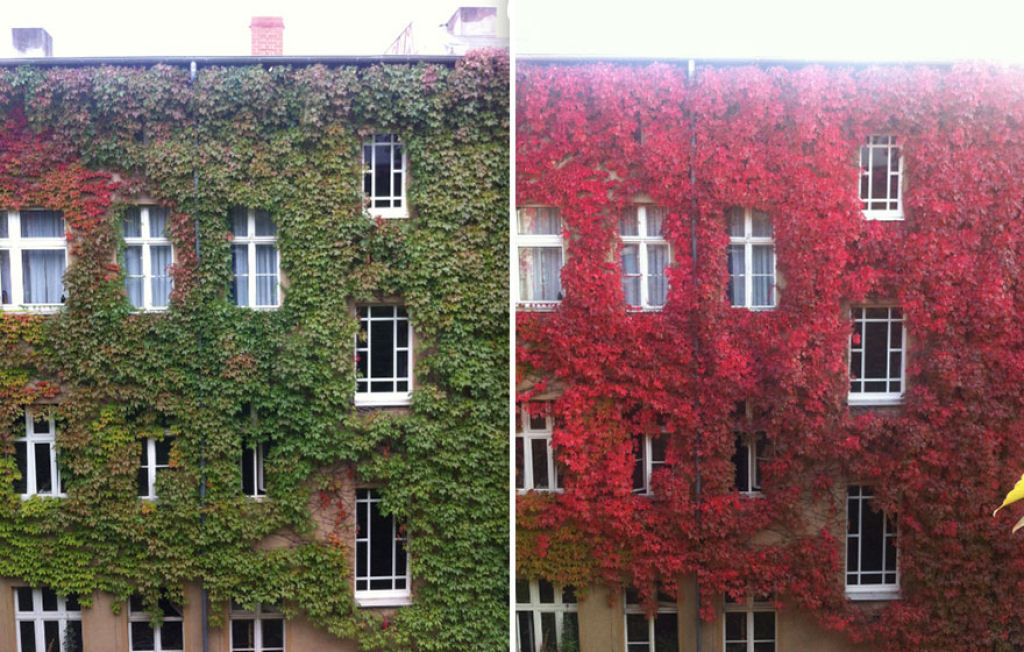 12 antes e depois das mais belas transformaes que chegam com o outono 11