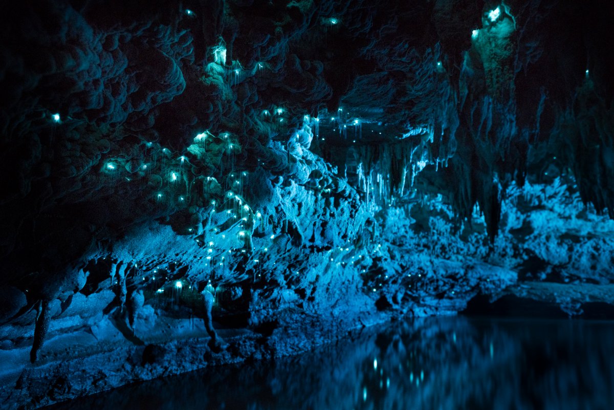 Por que a Nova Zelndia tem cavernas com tetos luminosos e brilhantes? 01