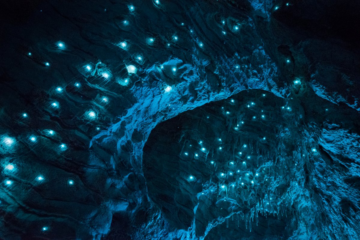 Por que a Nova Zelndia tem cavernas com tetos luminosos e brilhantes? 07