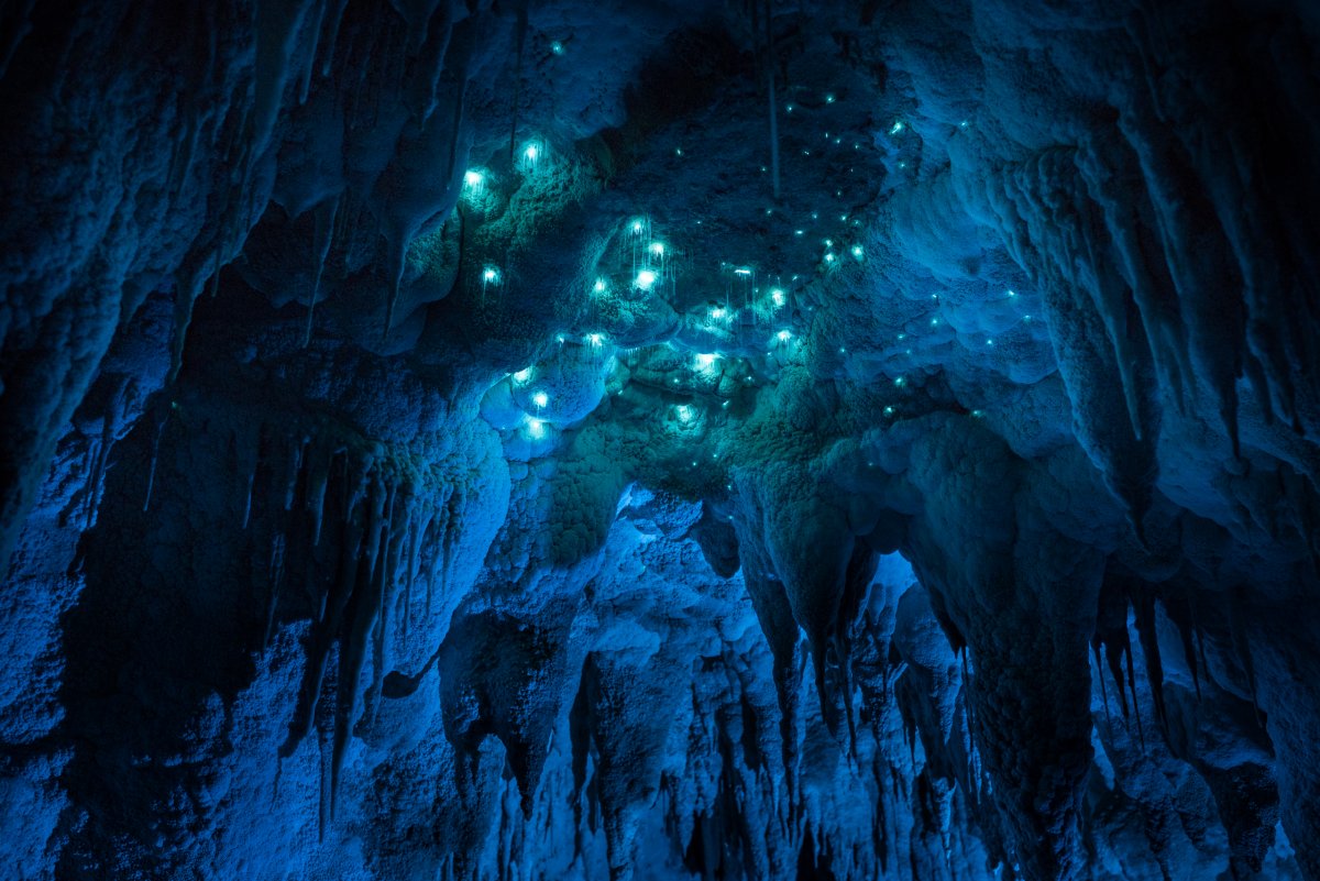Por que a Nova Zelndia tem cavernas com tetos luminosos e brilhantes? 09