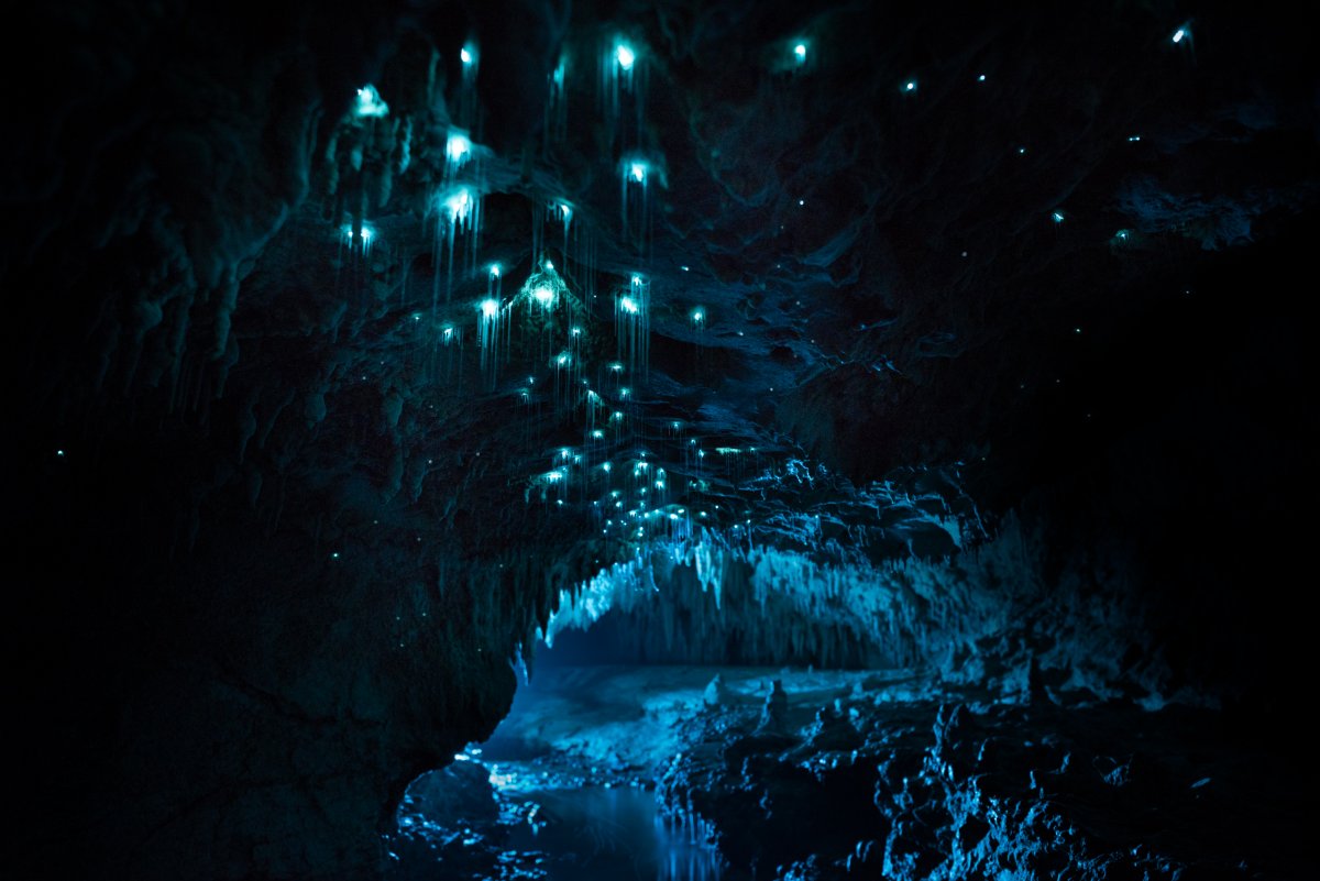 Por que a Nova Zelndia tem cavernas com tetos luminosos e brilhantes? 11