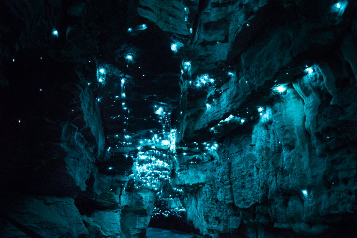 Por que a Nova Zelndia tem cavernas com tetos luminosos e brilhantes? 13