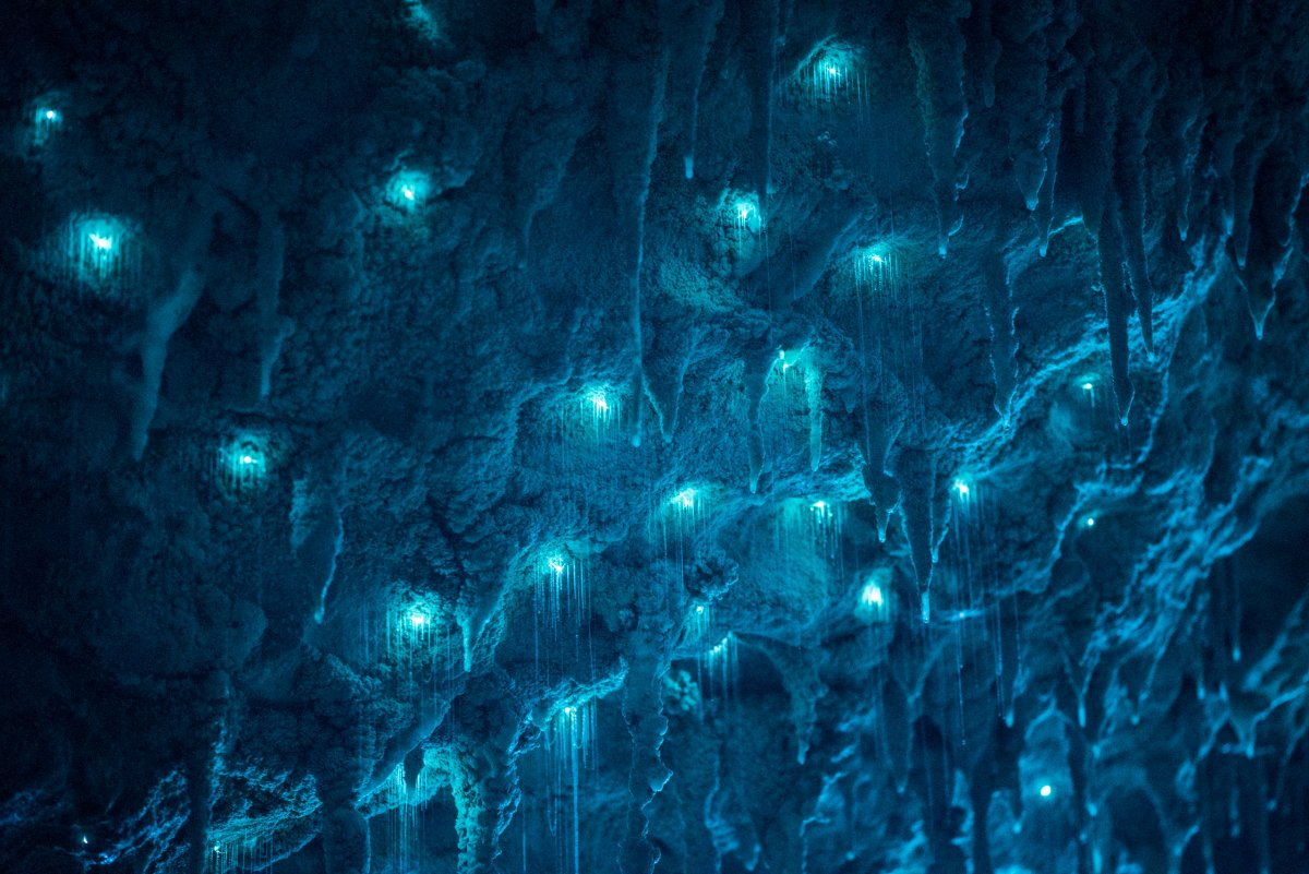 Por que a Nova Zelndia tem cavernas com tetos luminosos e brilhantes? 14