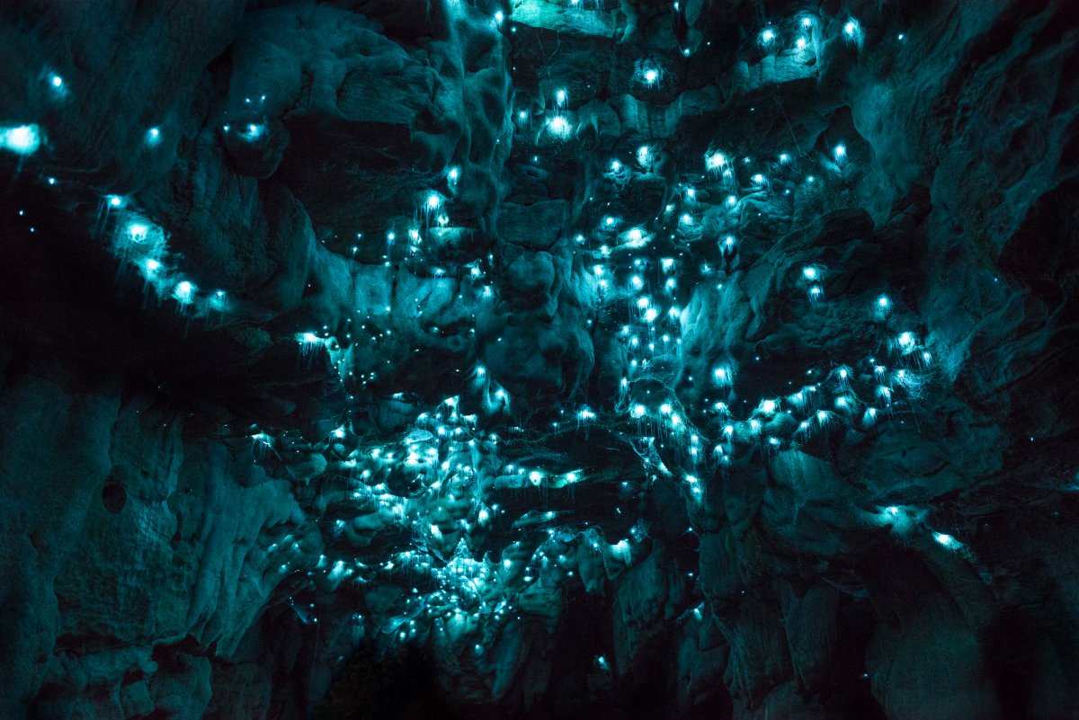 Por que a Nova Zelndia tem cavernas com tetos luminosos e brilhantes? 15
