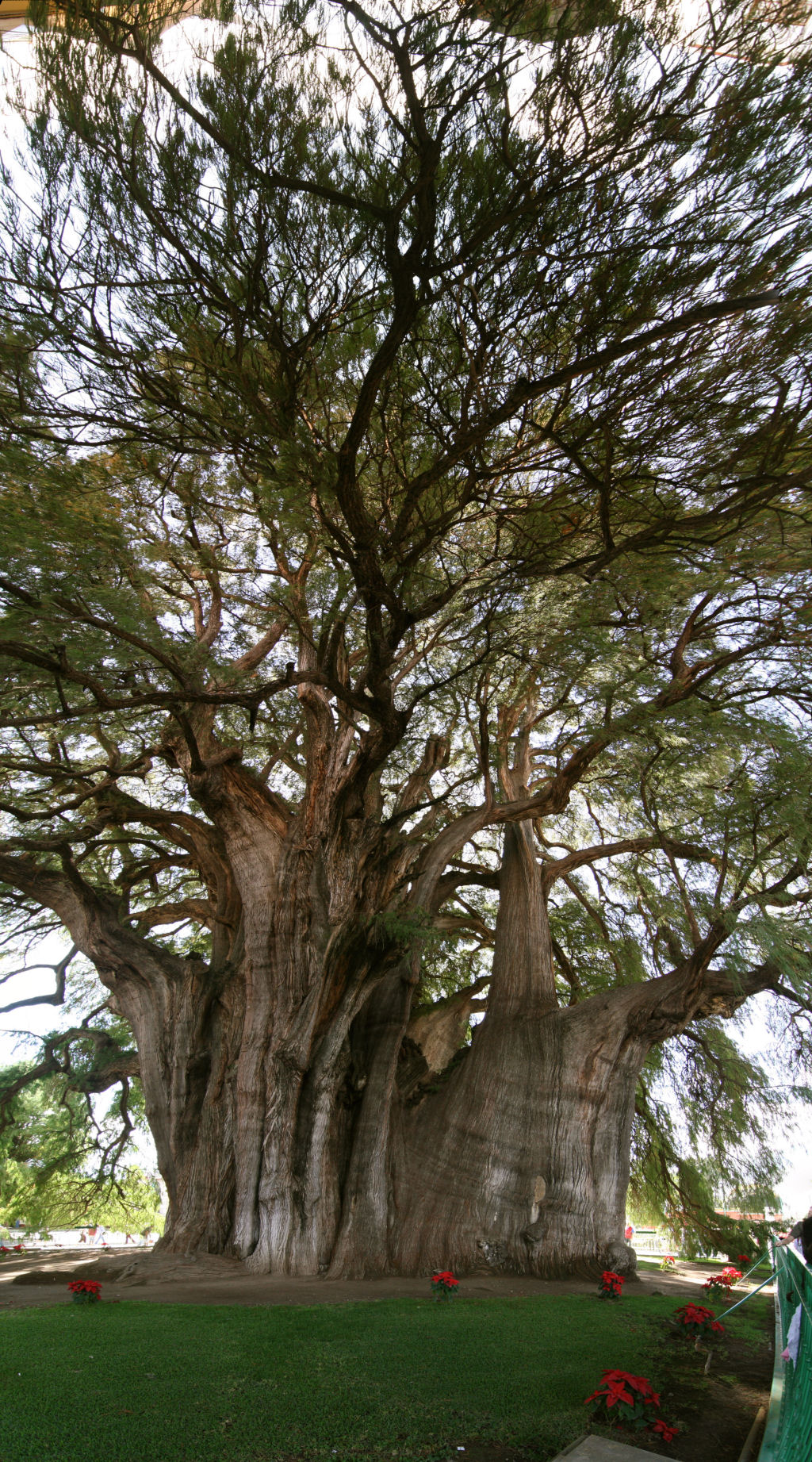 A imponente Árvore de Tule 09