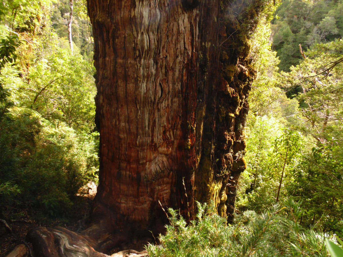 Descoberta no Chile séria candidata a árvore mais antiga do mundo