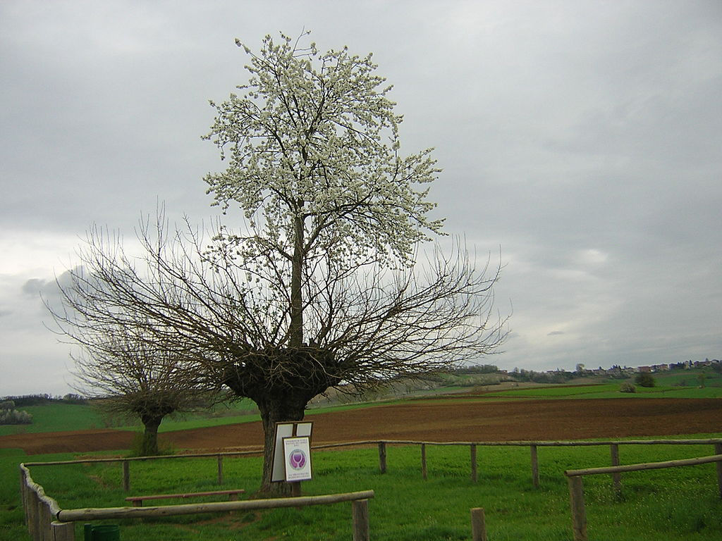 A rvore dupla de Casorzo, uma rvore que cresce em cima de outra rvore 02