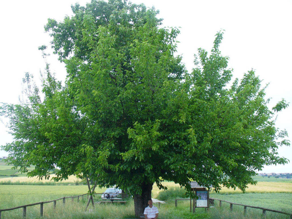 A rvore dupla de Casorzo, uma rvore que cresce em cima de outra rvore 04
