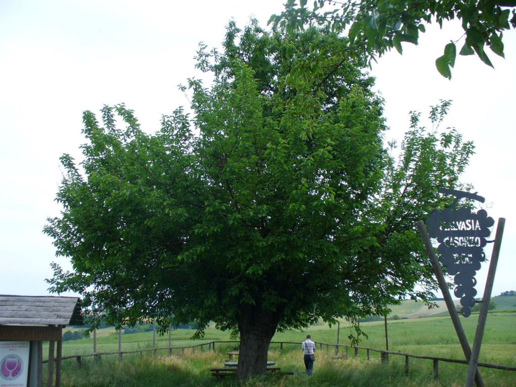 A rvore dupla de Casorzo, uma rvore que cresce em cima de outra rvore 06