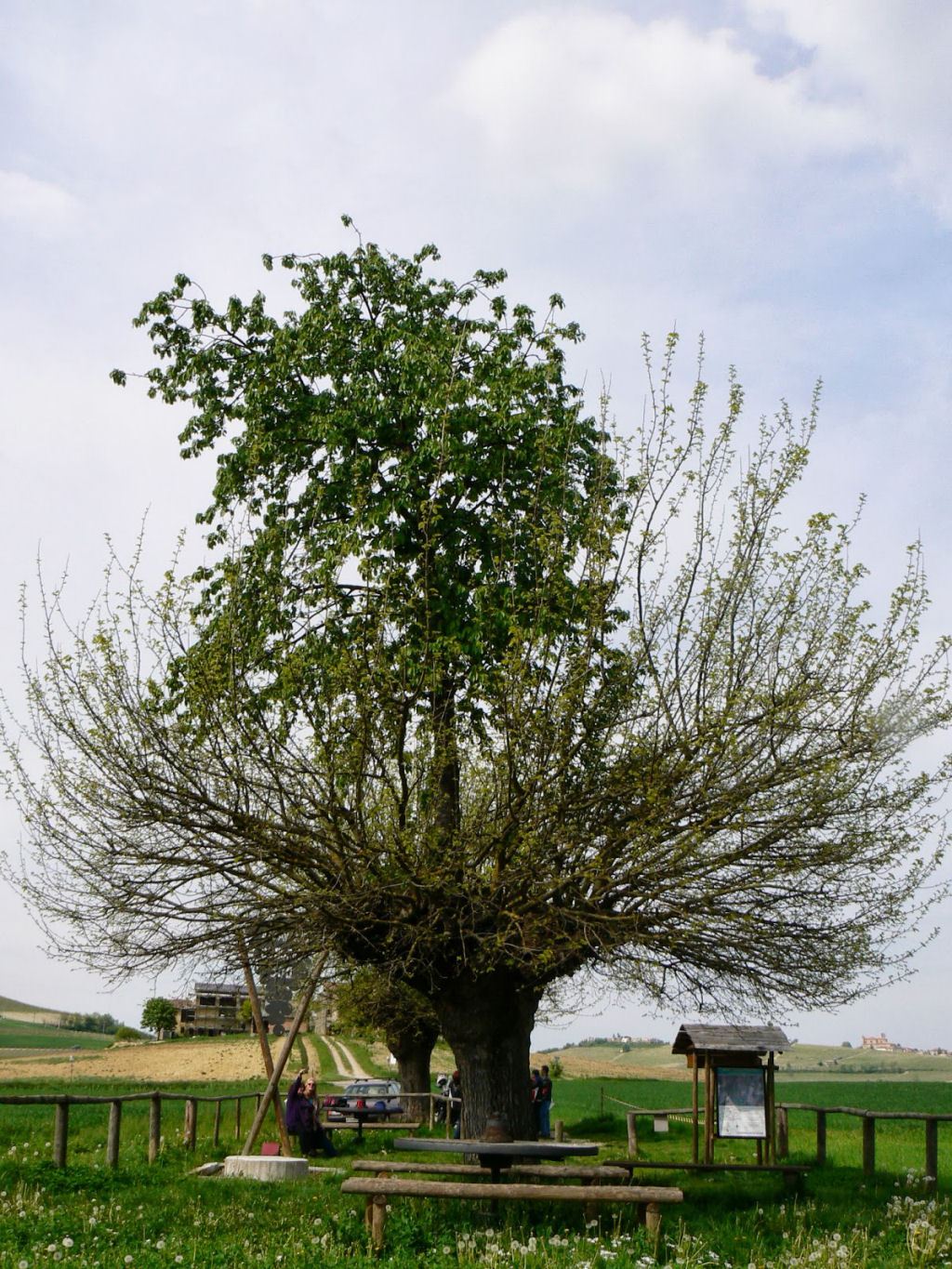 A rvore dupla de Casorzo, uma rvore que cresce em cima de outra rvore 07
