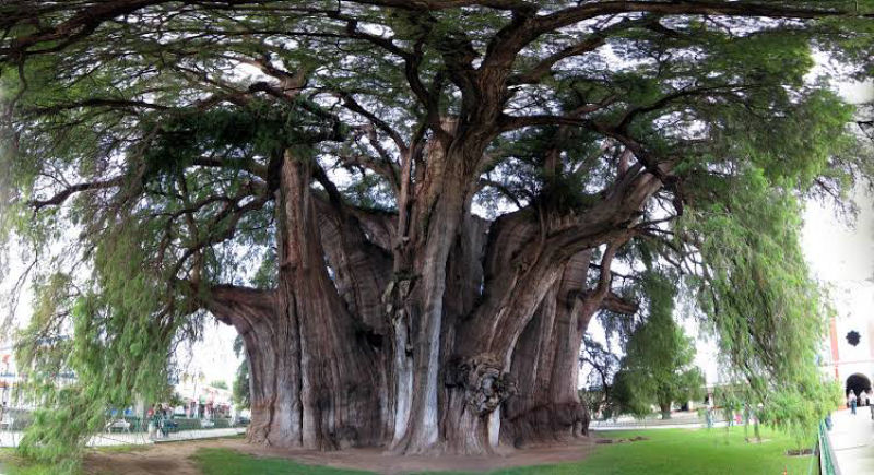 Esta  a rvore com o maior tronco do mundo e precisa um bom punhado de pessoas para abra-la