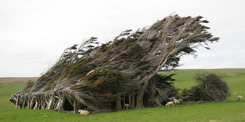 As rvores do vento na Nova Zelndia 01