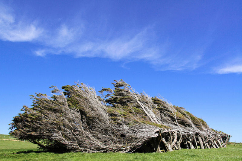 As rvores do vento na Nova Zelndia 04