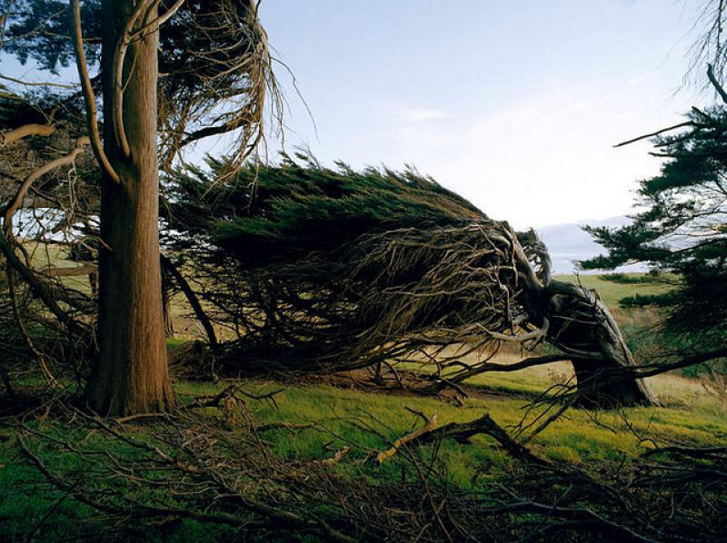 As rvores do vento na Nova Zelndia 05