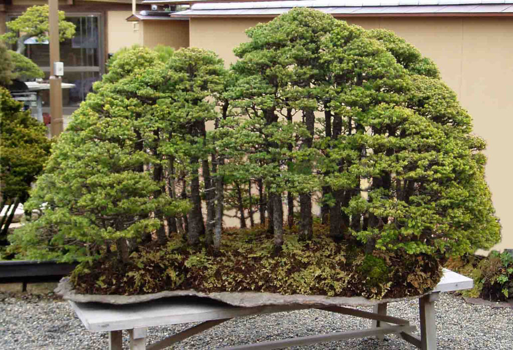 20 bosques de bonsais que vão parecer autênticas obras de arte em miniatura 16