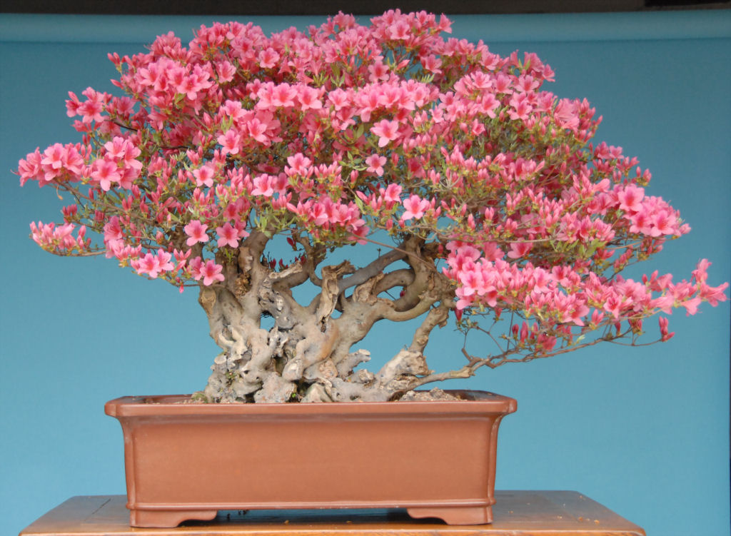 20 bosques de bonsais que vão parecer autênticas obras de arte em miniatura 19