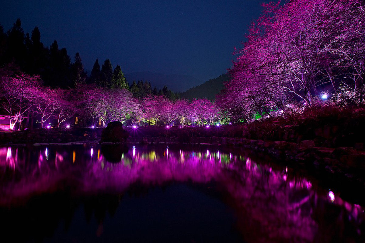 Deslumbrante show de cerejeiras iluminadas à noite 02