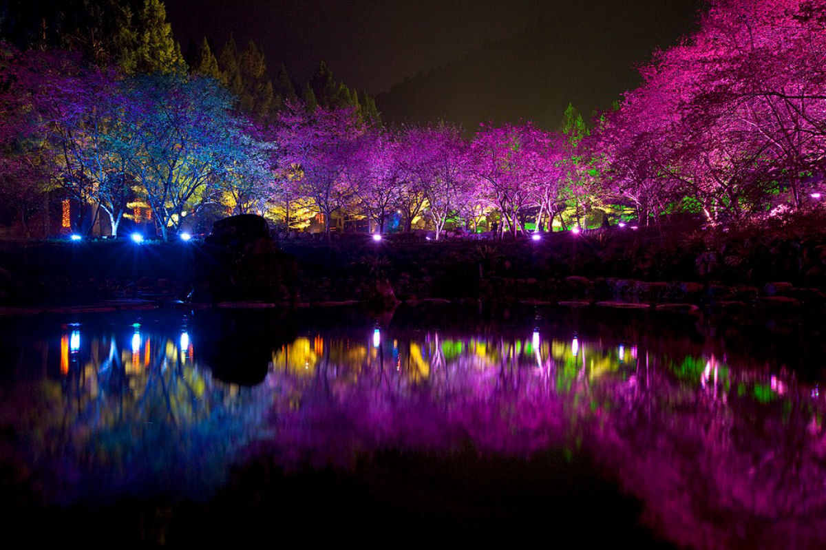 Deslumbrante show de cerejeiras iluminadas à noite 04