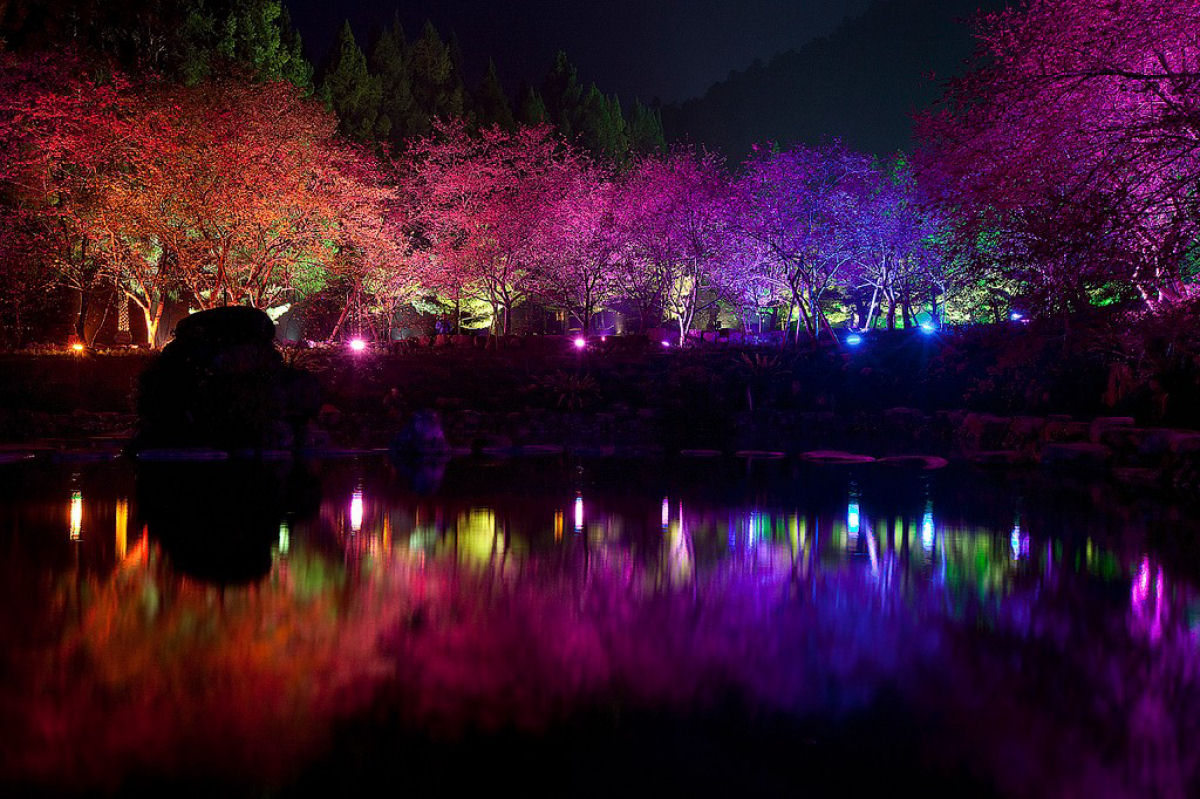 Deslumbrante show de cerejeiras iluminadas à noite 05