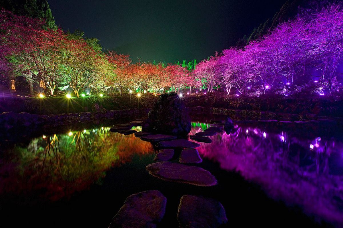 Deslumbrante show de cerejeiras iluminadas à noite 07