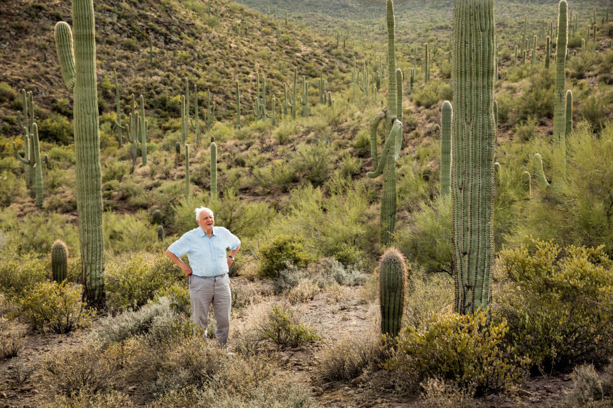 David Attenborough  atacado por cactos perigosos com 'espinhos de vidro'