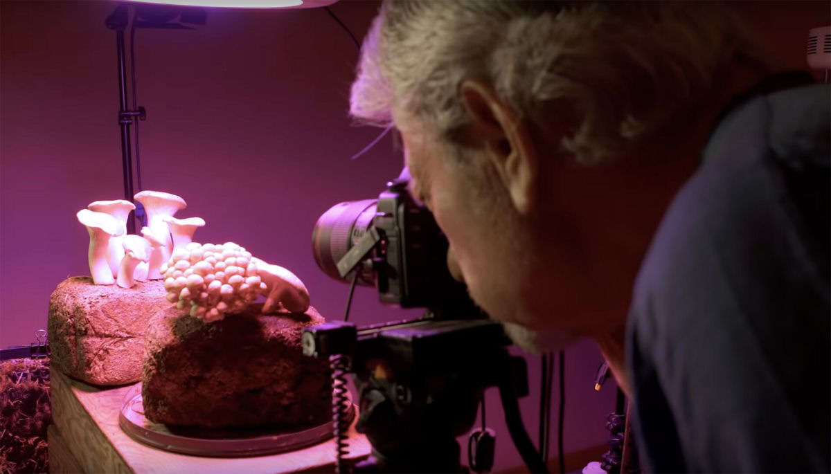Curta-metragem mergulha no processo de 15 anos por trás do documentário 'Fantastic Fungi'