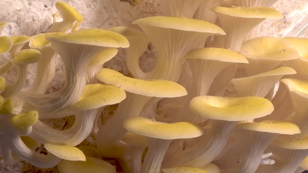Curta-metragem mergulha no processo de 15 anos por trás do documentário 'Fantastic Fungi'